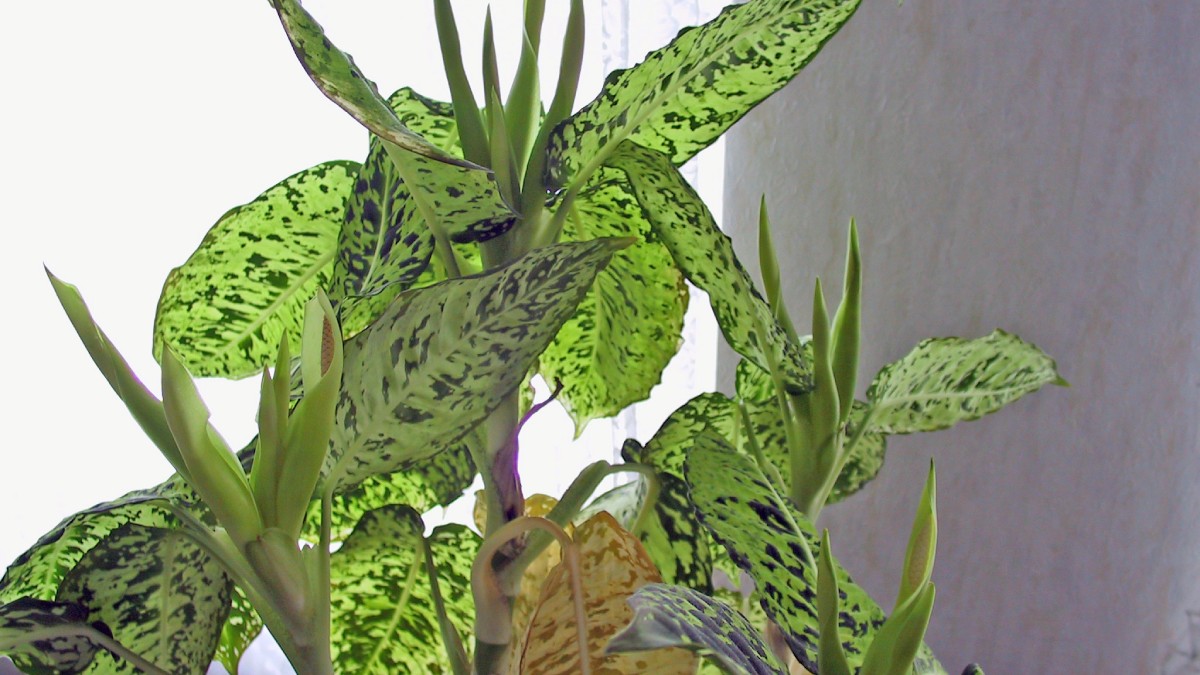 Comigo ninguém pode. Foto: Wikimedia Commons