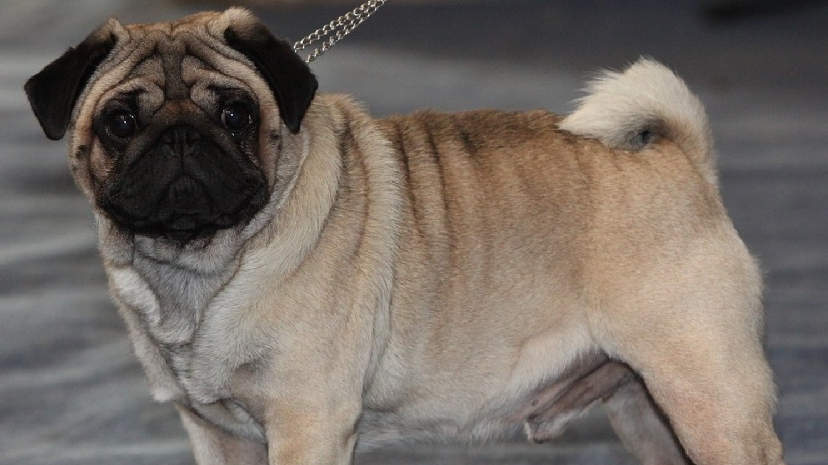 Pug é conhecido por dar trabalho no veterinário. Imagem: Dagur Brynjólfsson/Wikimedia Commons