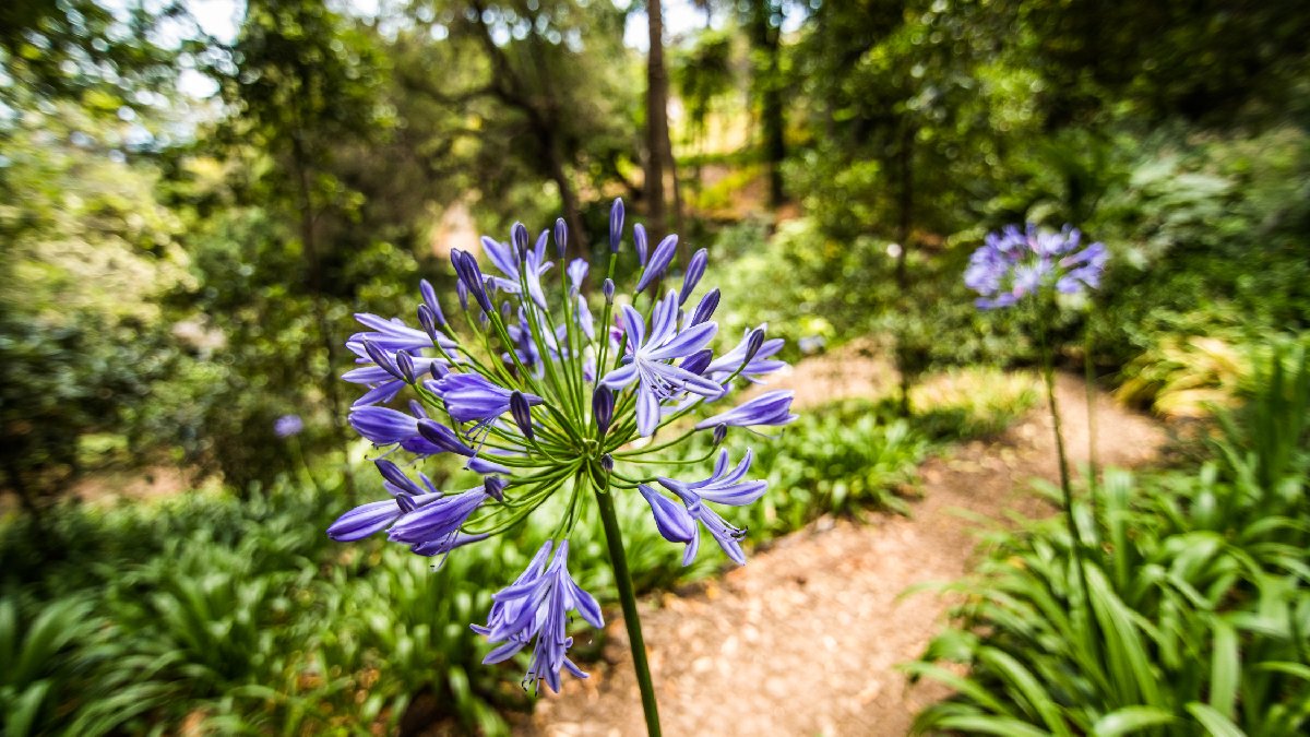 Agapanto: para plantá-la, o solo deve ser bem drenado e enriquecido com matéria orgânica