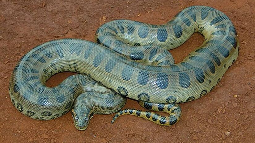 A serpente é longa e pesada chegando a uma massa maior do que de muitos outros predadores.