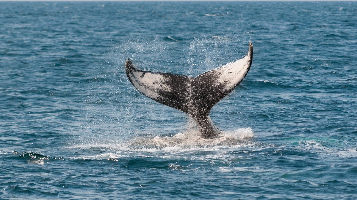 A Ilha dos Arcatrazes também é ponto de observação de baleias. Imagem: PxHere