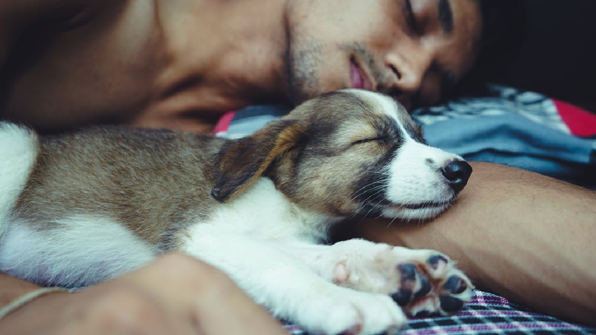 Conviver com os pets tem sido cada vez recorrente nos lares, seja para passar o dia ou até na hora de dormir, com os animais de estimação dividindo muitas vezes a mesma cama que os tutores - (Yogendra Singh/Pexels)