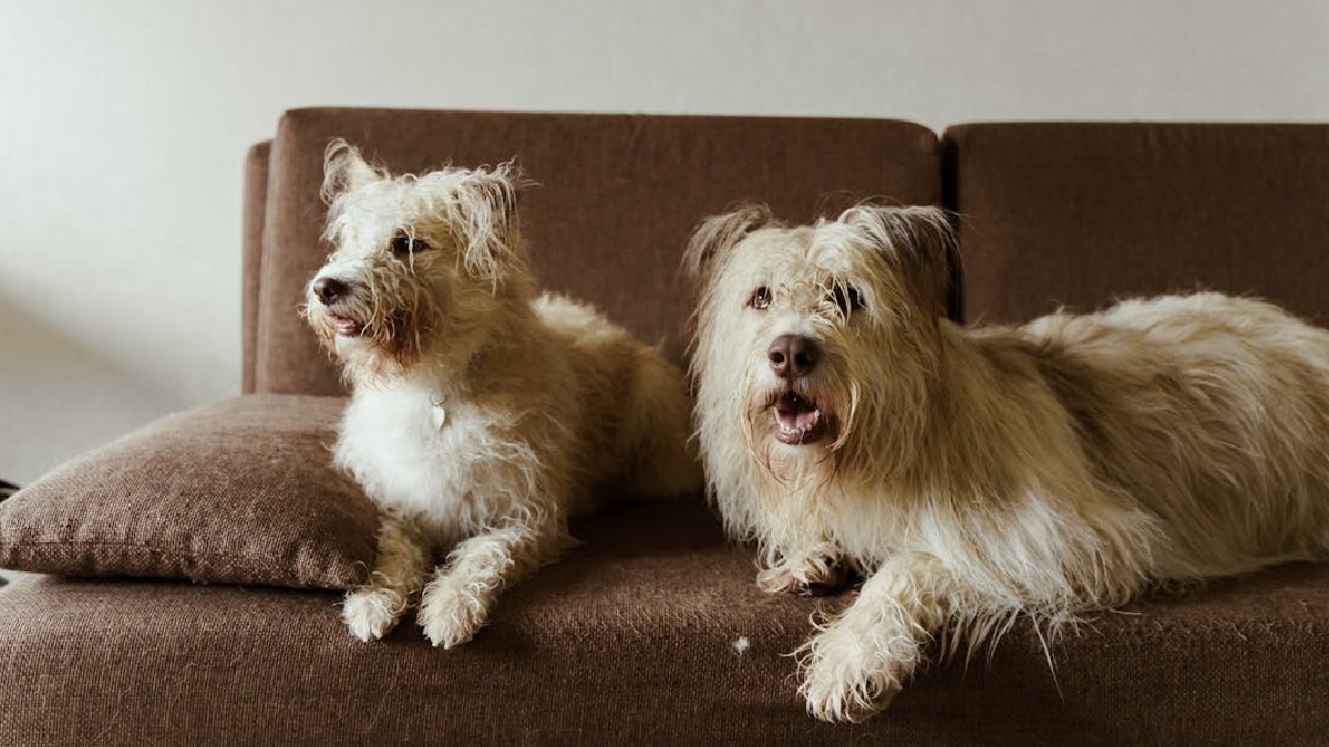 Levar o cachorro para passear, apresentar o animal para pessoas de perfis variados, deixá-lo ter contato com outros cães e estimular interações positivas são atitudes que ajudam a incentivar o animal a ser mais equilibrado emocionalmente - (Yaroslav Shuraev/Pexels)