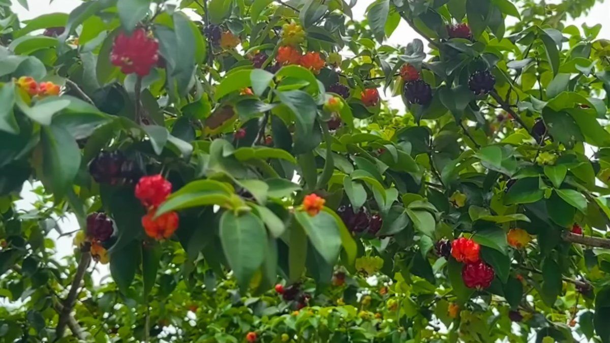 Fruta possui ação anti-inflamatória reconhecida pela ciência (Foto: Reprodução/Youtube)
