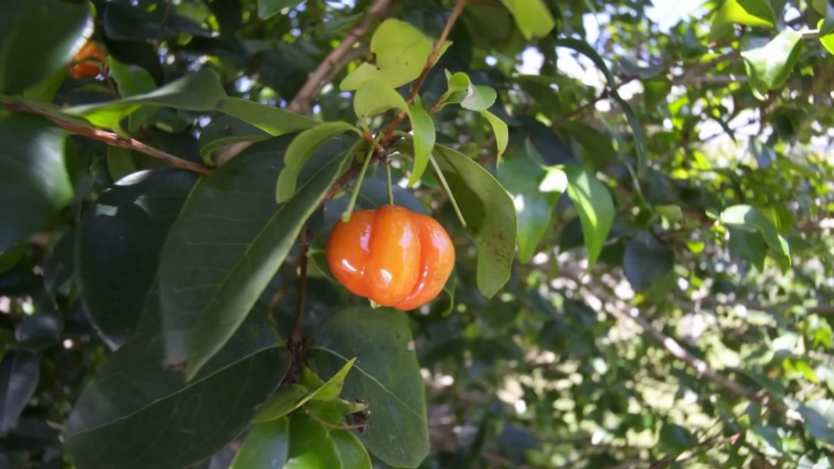 Alta concentração de antioxidantes combate o envelhecimento celular (Foto: Reprodução/Youtube)
