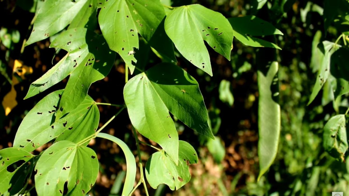 Cultivo caseiro une efeito terapêutico, valor ornamental e consciência ambiental (foto: Reprodução/Youtube)