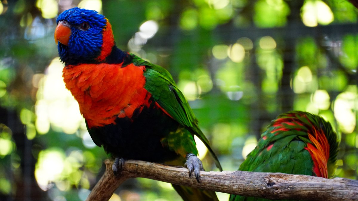 As aves coloridas precisam de ambientes naturais para sobreviver