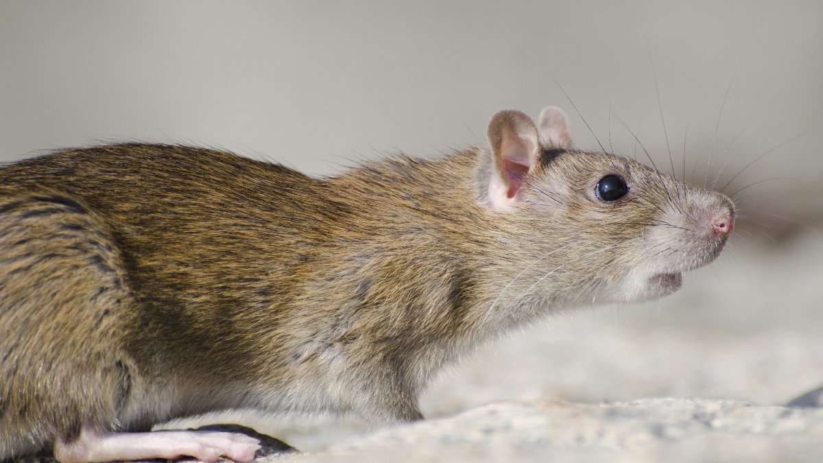 Ratos são atraídos por sujeiras e alimentos de fácil acesso