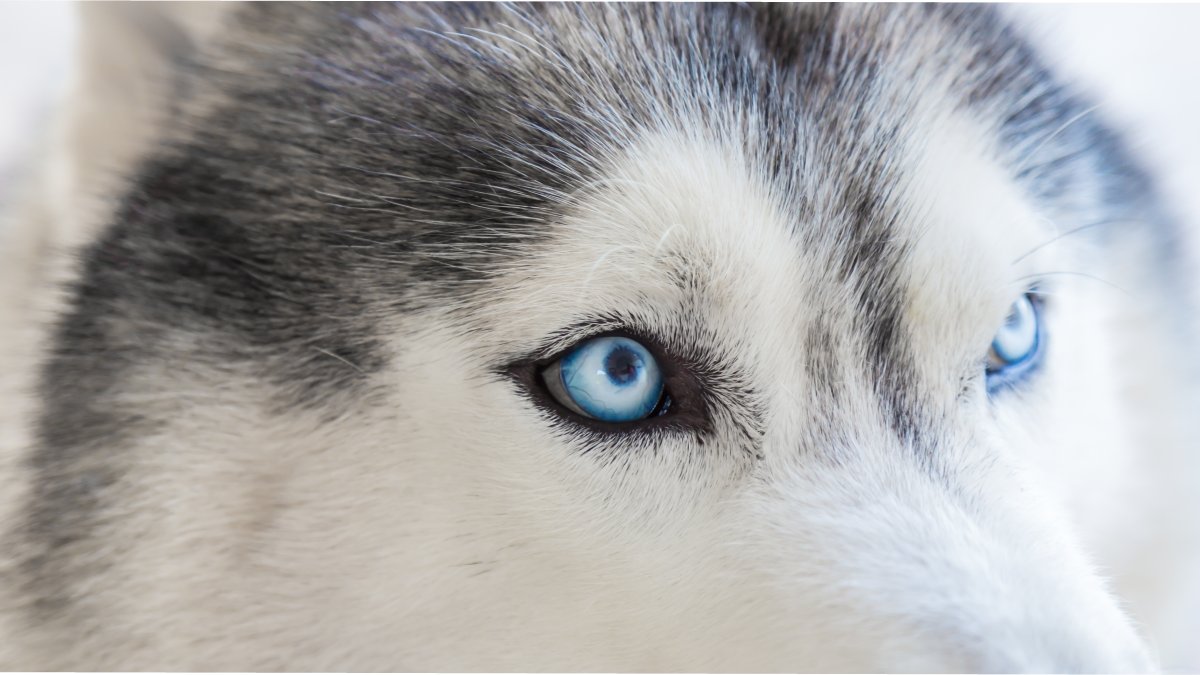 Dependendo da raça do cão, a coloração azulada pode ser natural (fotos: Freepik)