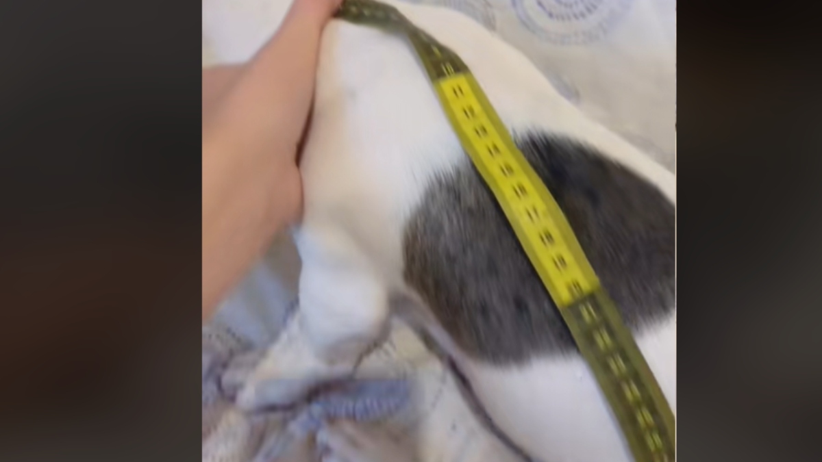 2) Pegue uma fita métrica e mede as costas do seu pet