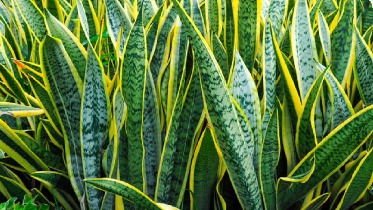 Espada de São Jorge: Uma planta bastante popular, e também com baixa manutenção, a espada de São Jorge absorve substância toxinas como o formaldeído e o benzeno. A planta é originária da África, e é resistente as mais diversas temperaturas, sendo uma escolha ideal para qualquer lugar da sua casa - (Divulgação/Site Weg)
