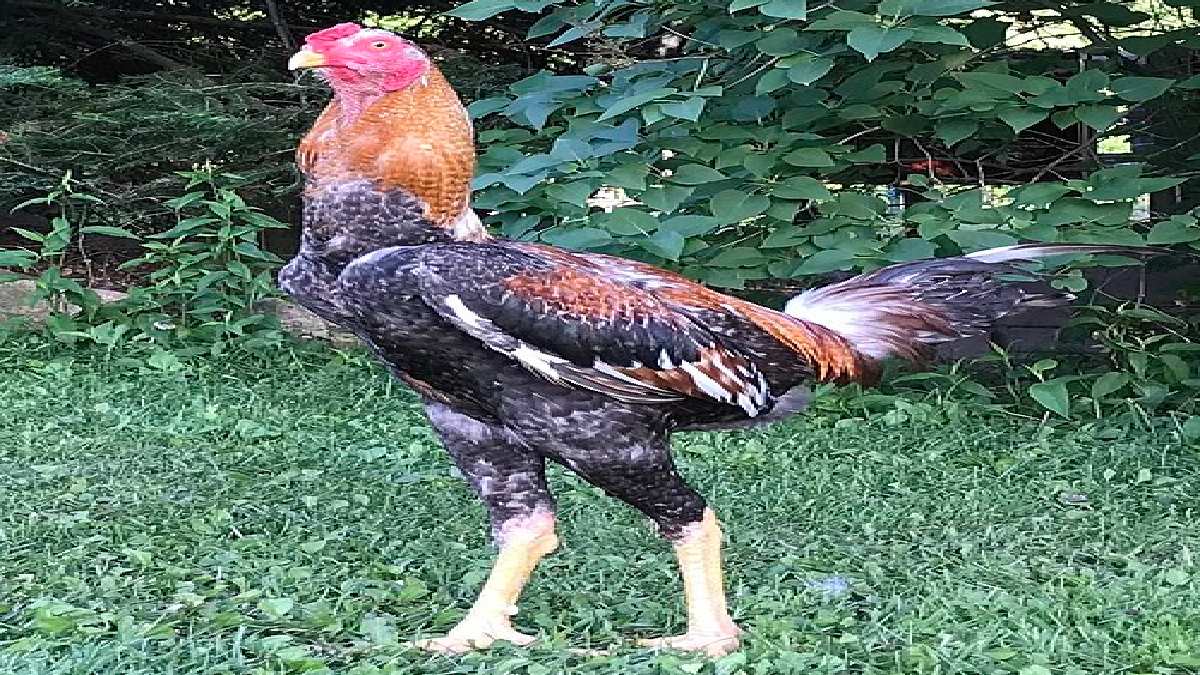 Esse galo pode chegar a pesar 6 quilos. Imagem: Khromy/Wikimedia Commons