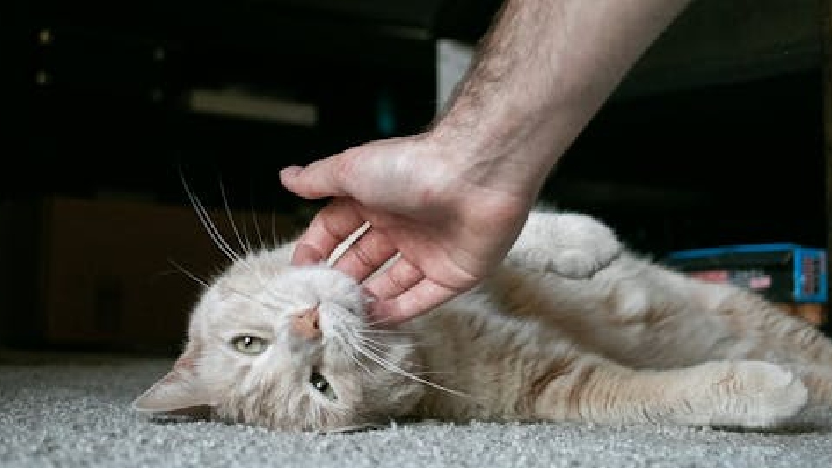 Segundo estudos científicos, os gatos ajudam em inúmeros fatores, entre eles reduzir o risco de infarto e o de ajudar na interação de crianças, especialmente as com o Transtorno do Espectro Autista (TEA) - (Tommy Bachman/Pexels)