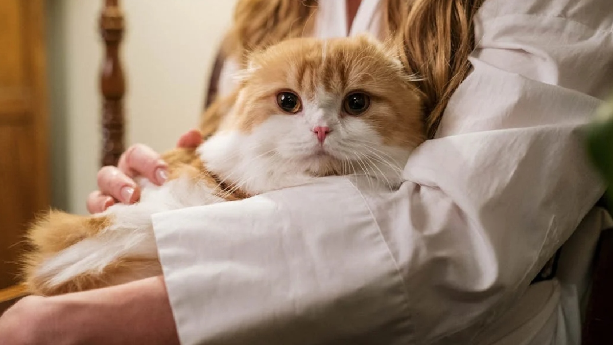 Como um animal desconfiado, o gato tende a observar cuidadosamente o ambiente e as pessoas ao redor, principalmente se o felino tiver sido resgatado da rua ou adotado já na fase adulta - (cottonbro studio/Pexels)
