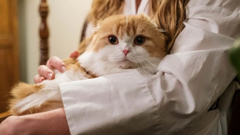 Acariciar os felinos, mesmo sem perceber, ajuda no equilíbrio emocional. Os estudos na área da neurociência afirmam que o contato tátil, quando agradável, ativa regiões do cérebro responsáveis pelas sensações de relaxamento e segurança - (cottonbro studio/Pexels)