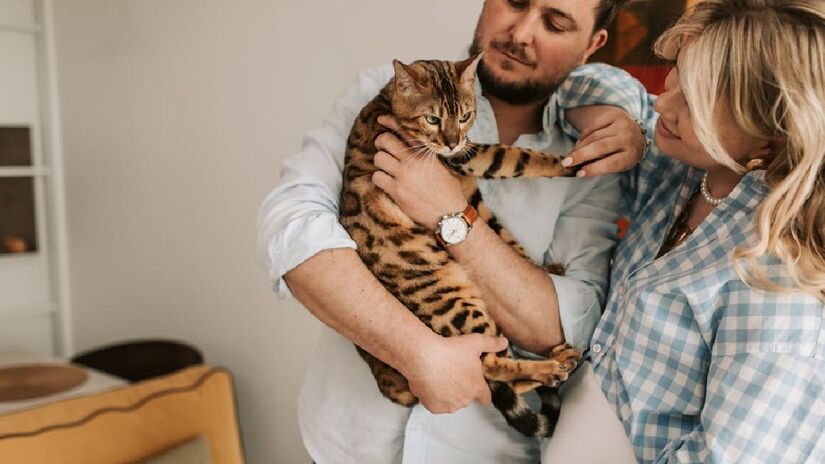 Considerando o apego, o hábito de acariciar os gatos funcionam como um refúgio emocional. Mesmo que imprevisível em algumas situações, o animal costuma aceitar o carinho, sem grandes pressões ou expectativas - (Vlada Karpovich/Pexels)