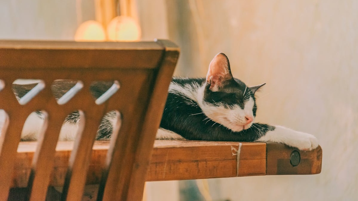 Com cada vez mais espaços nos lares e corações dos humanos, os gatos podem, além de fazer companhia, trazer benefícios na saúde da família que o adotar - (Min An/Pexels)