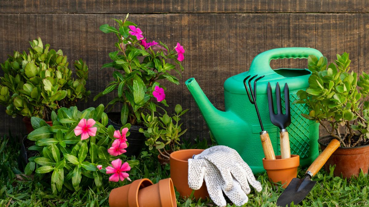 Com o tempo você aprende a formar seu próprio jardim com mudas das plantas que você for cuidando (Fotos: Banco de Imagens - Freepik)