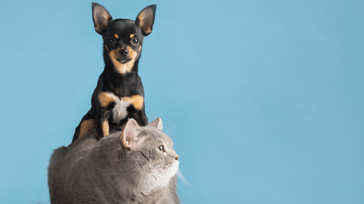 Colocar nome de pessoas em animais de estimação: em 2004, um deputado chamado Pastor Reinaldo propôs uma lei que proibia animais de estimação a terem nome de pessoas. Segundo ele, a lei era para evitar constrangimento em pessoas que possuíssem o mesmo nome que um animal. Foto: Reprodução/Freepik
