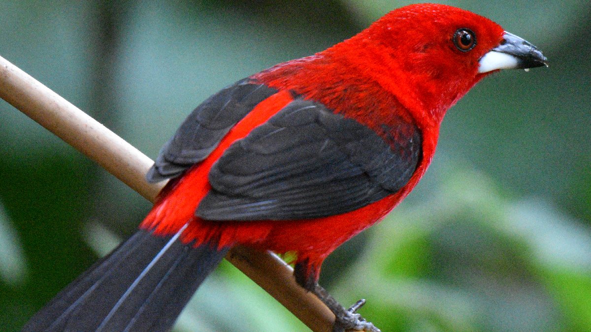 Parque Estadual da Restinga é o principal ponto de observação de aves. Foto: Divulgação/Fabricio Yanes