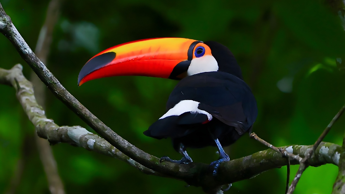 Ubatuba é considerada um dos melhores destinos do País para observação de aves, com mais de 500 espécies registradas. Foto: Divulgação