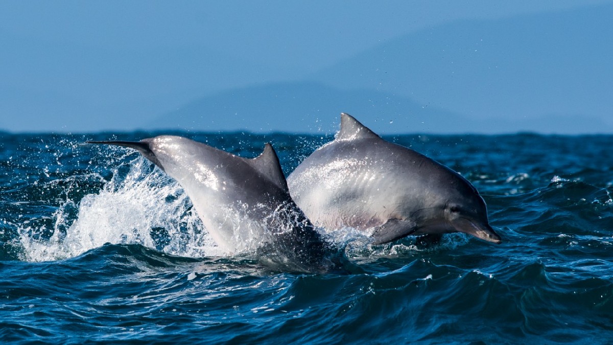 Região é reconhecida como Área Importante para Conservação de Aves e registra presença frequente de tartarugas, golfinhos e baleias. Foto: Divulgação/Projeto Baleia à Vista