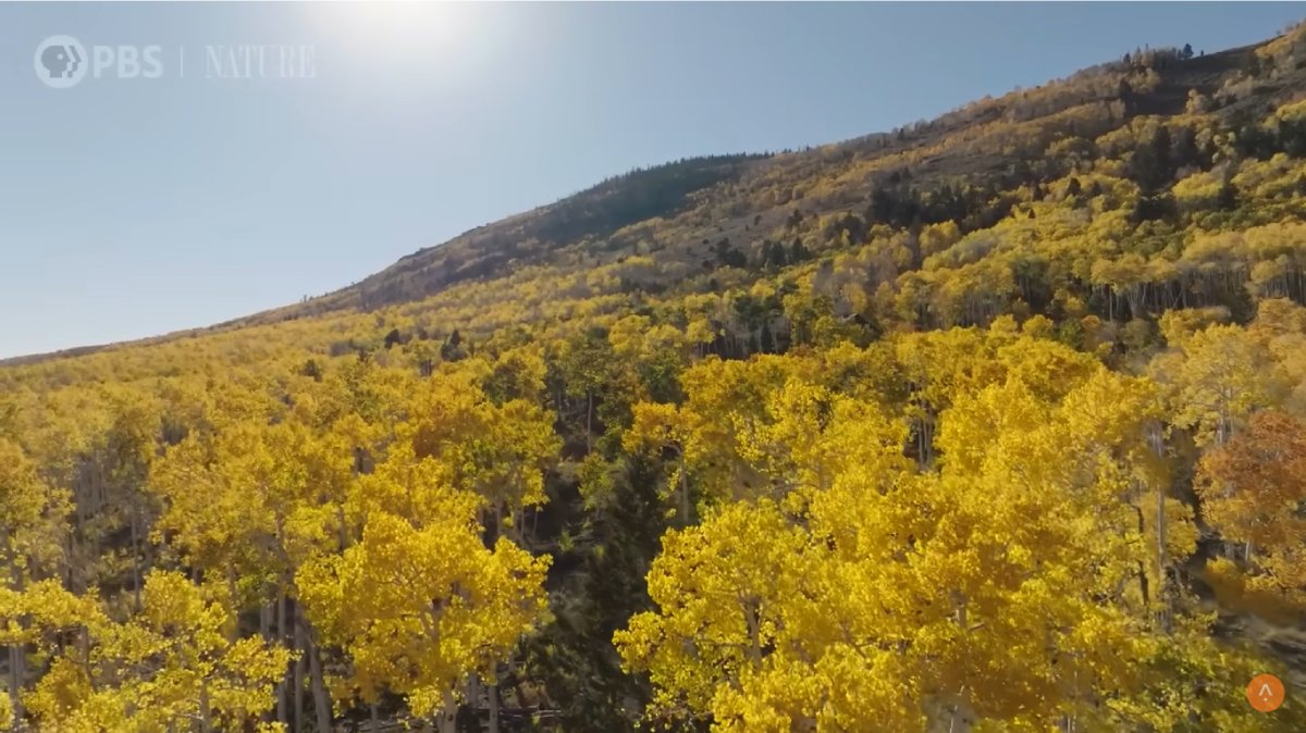 Conheça Pando, a árvore milenar que se espalha por 43 hectares nos EUA (Fotos: Reprodução/Youtube/@PBS Terra)