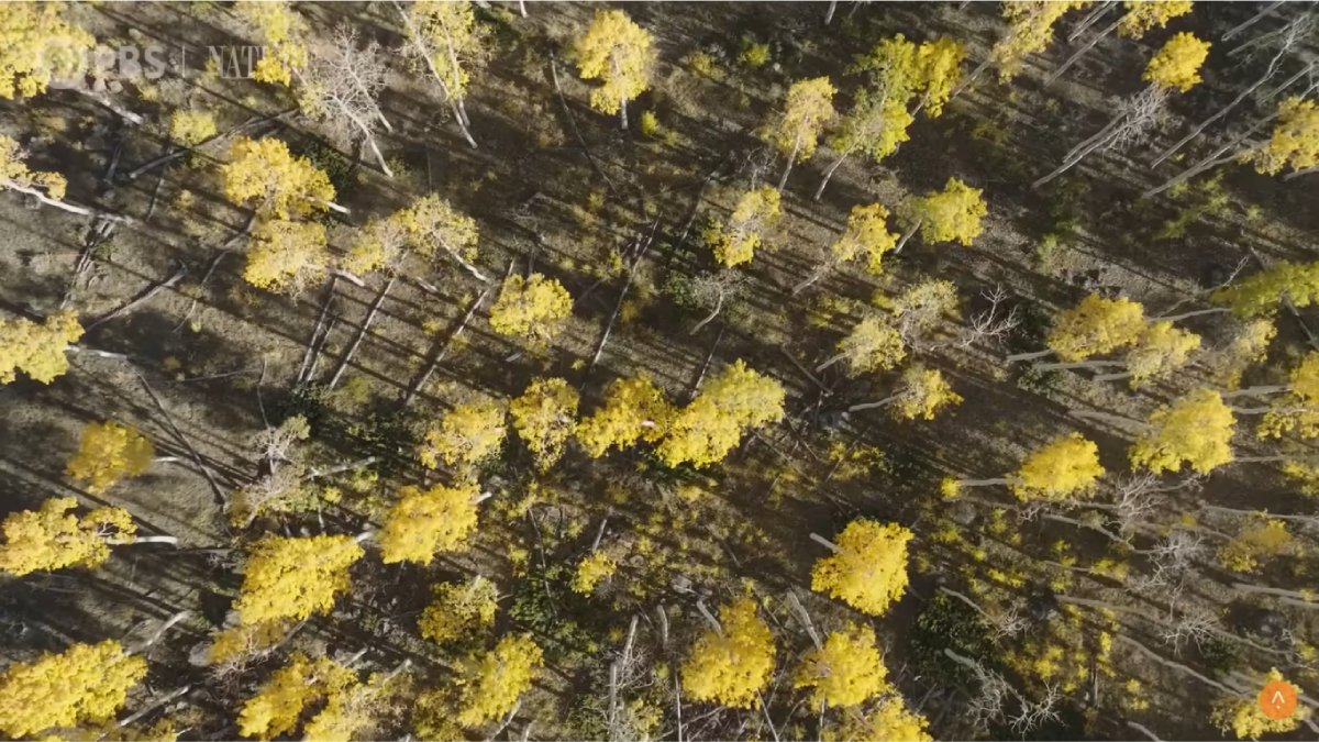Pando: a "floresta" que é, na verdade, uma única árvore gigante e milenar