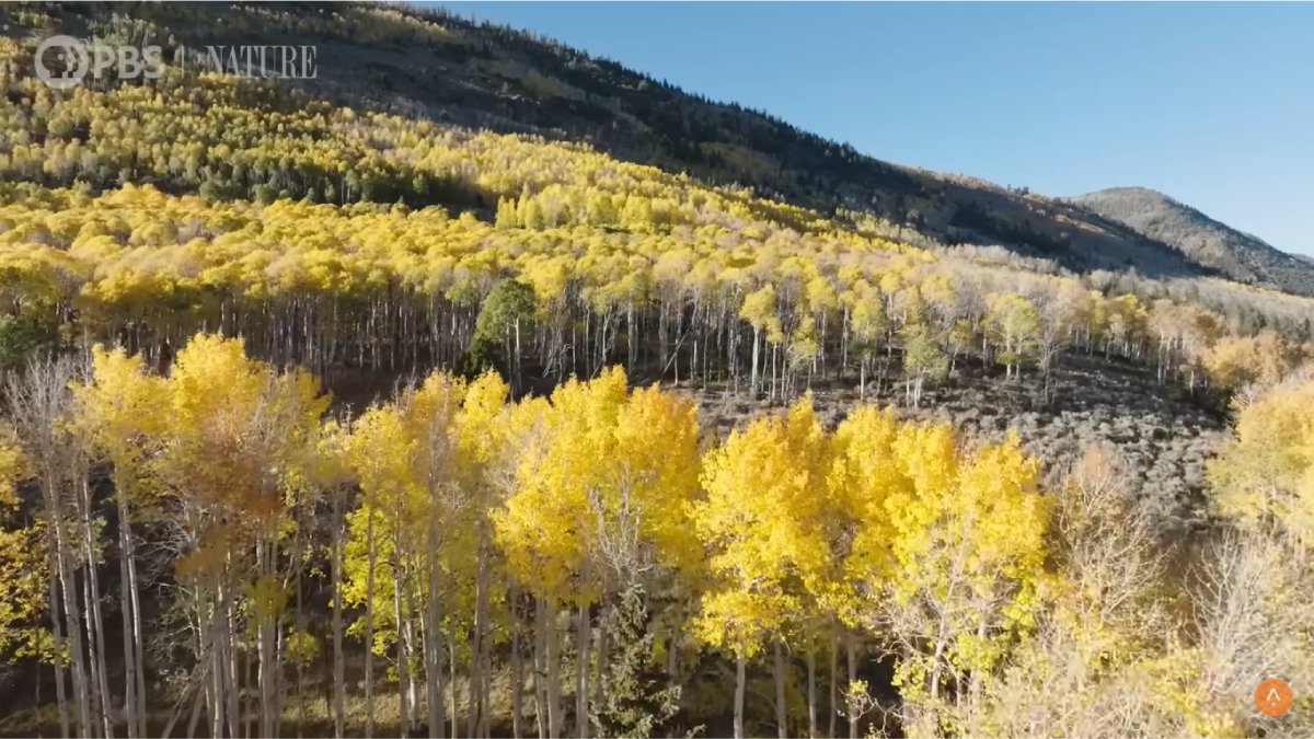 Ela parece uma floresta, mas é uma só árvore com raízes de até 80 mil anos