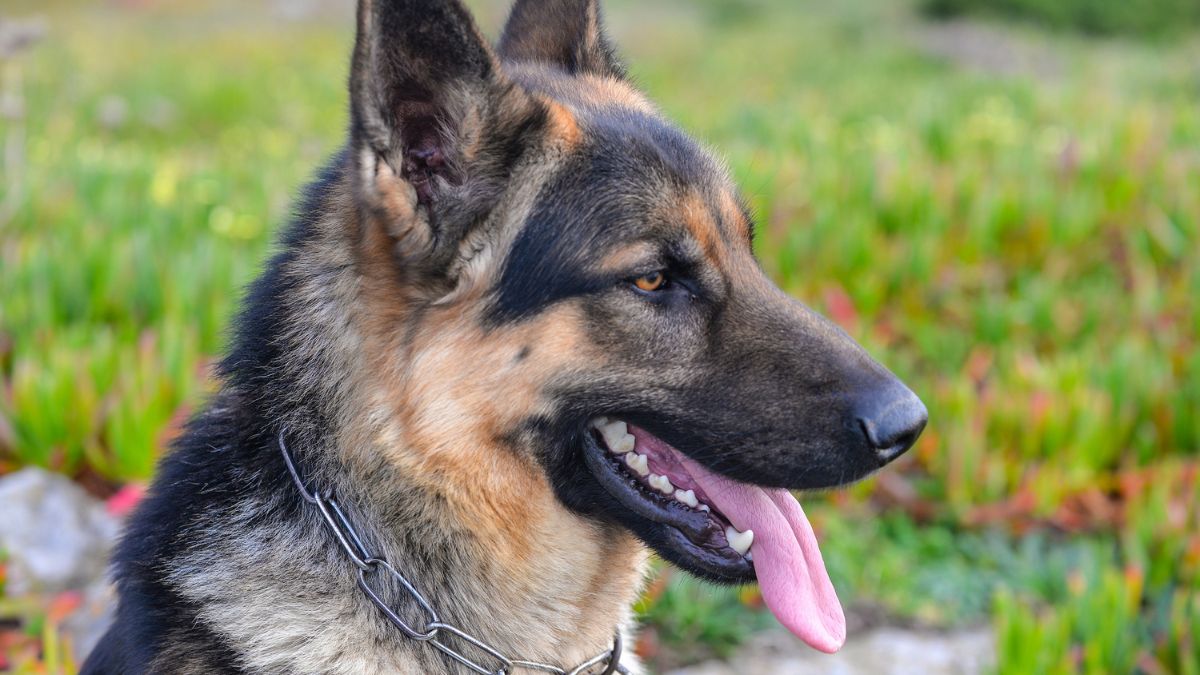 O veterinário oncologista pode indicar vários exames para o diagnóstico