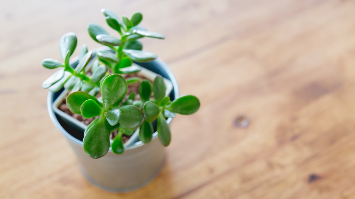 2- Planta-jade