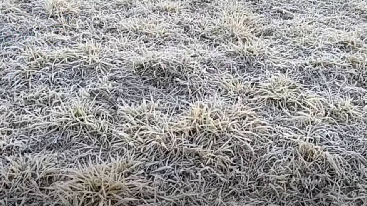Grama fica lotada de geada devido ao frio intenso de 2021 | Reprodução YouTube | Mundo da Aline Ferreira