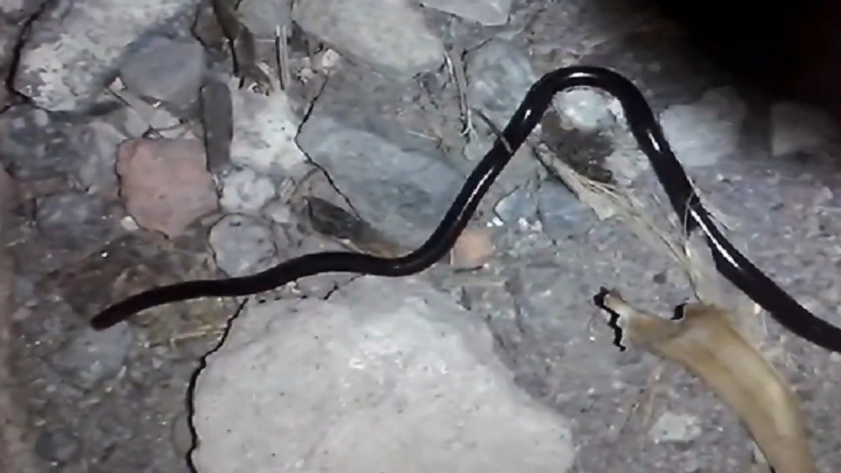 A cobra é característica da Ilha de Barbados - reprodução: YouTube