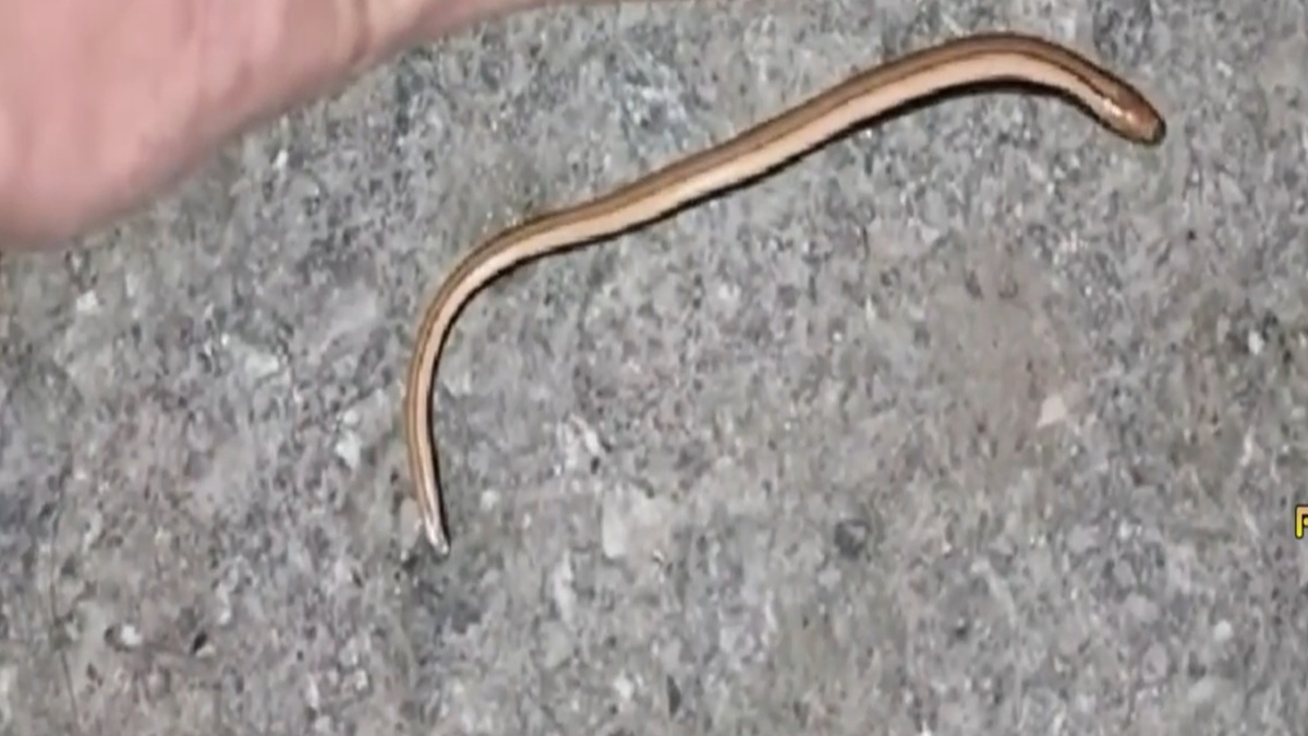 Acreditava-se que essa espécie de cobra havia sido extinta - reprodução YouTube