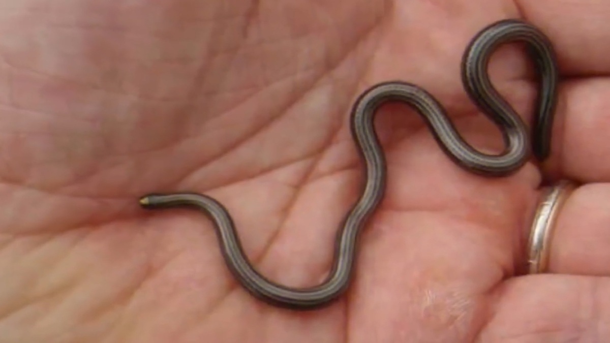 Em média, a cobra de Barbados mede apenas 10 cm - Reprodução: YouTube