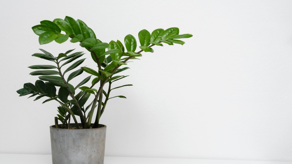 O nascimento de frutos não é garantido, mas a beleza da planta sim