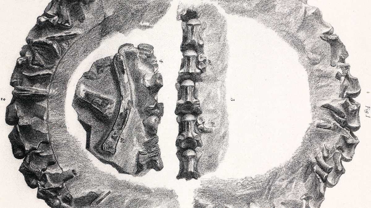 Representação de uma vértebra de Palaeophis toliapicus. Imagem: Domínio Público