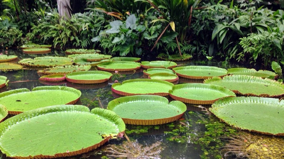 A pergunta das vitórias-régias vai te enganar! Imagem: Boaventuravinicius/Wikimedia Commons