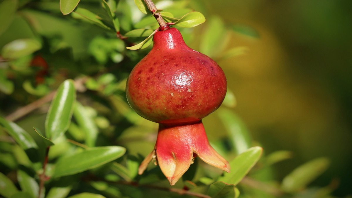A romã é um poderoso antioxidante - Pixabay