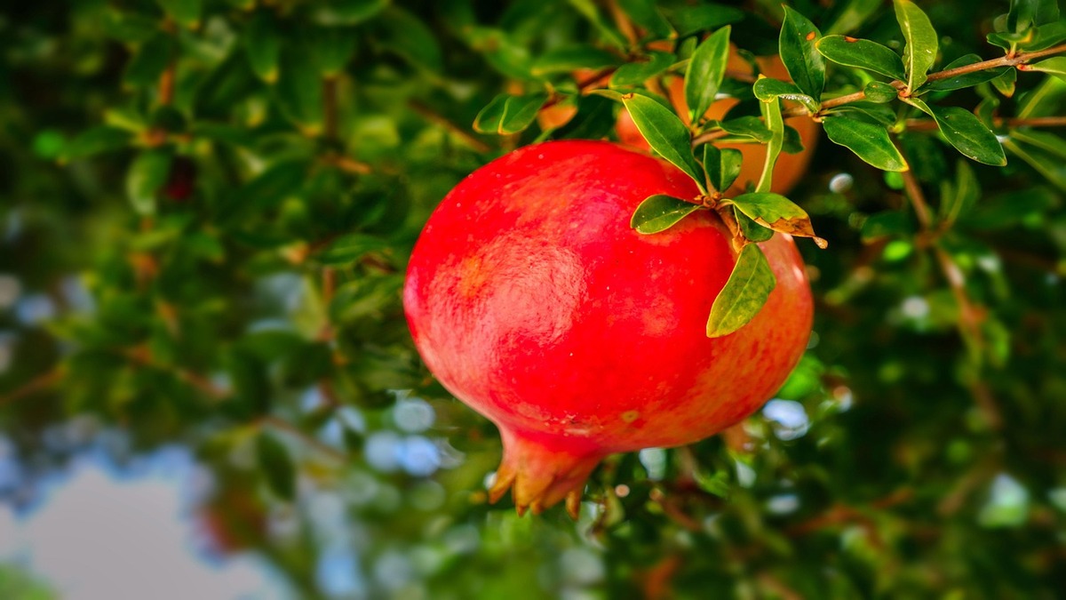 A Romã é de fácil cultivo e acessível para consumo - Pixabay