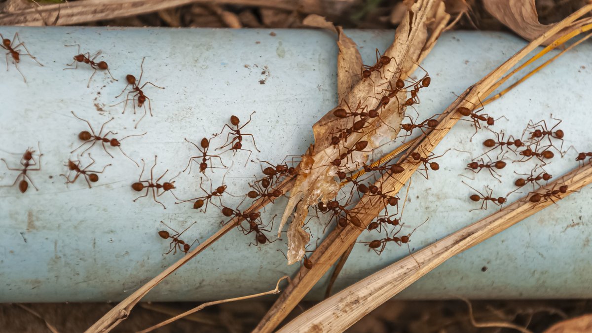 Infestação persistente? Talvez seja hora de chamar dedetização (Fotos: Freepik)