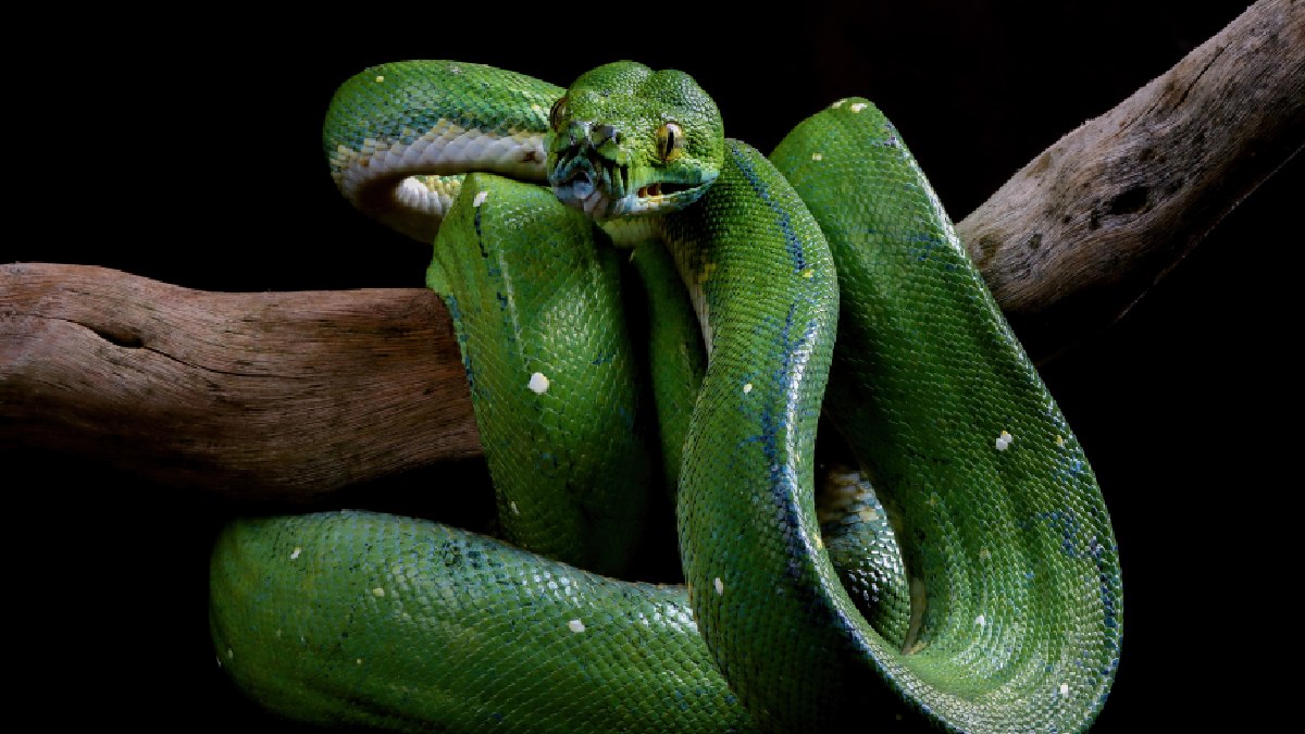 A cobra encontrada mede 6,3 metros de comprimento e pesa mais de 200 quilos el foi classificada como uma nova espécie: Eunectes akayima