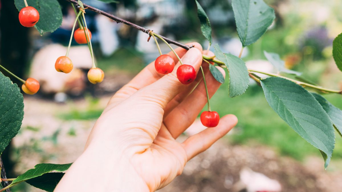 Pé de acerola