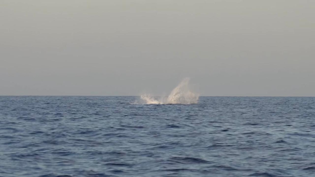 O cuidado da ilha garante que a Mata Atlântica permaneça viva, com sua biodiversidade preservada e espécies raras, como as baleias