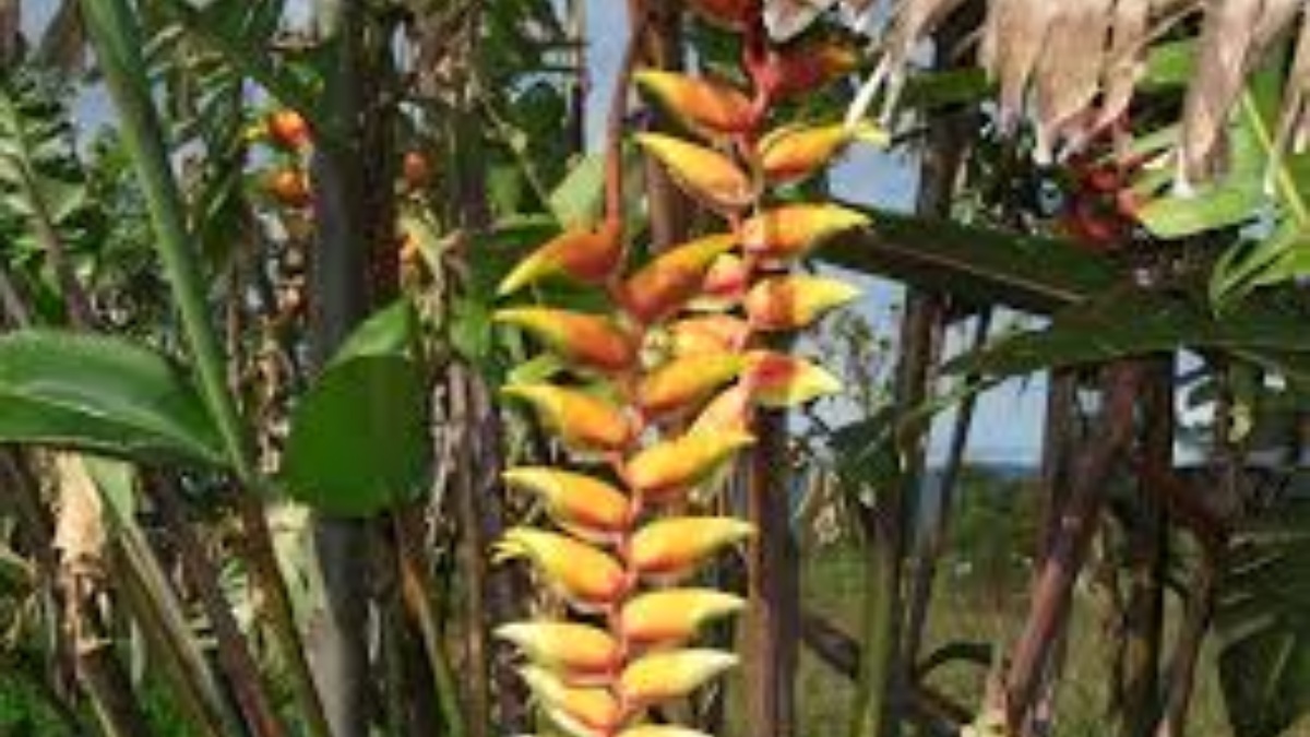 Bananeira ornamental: suas folhas largas e base úmida criam abrigos perfeitos para insetos e larvas de carrapato. Foto: Reprodução/Wikimedia Commons