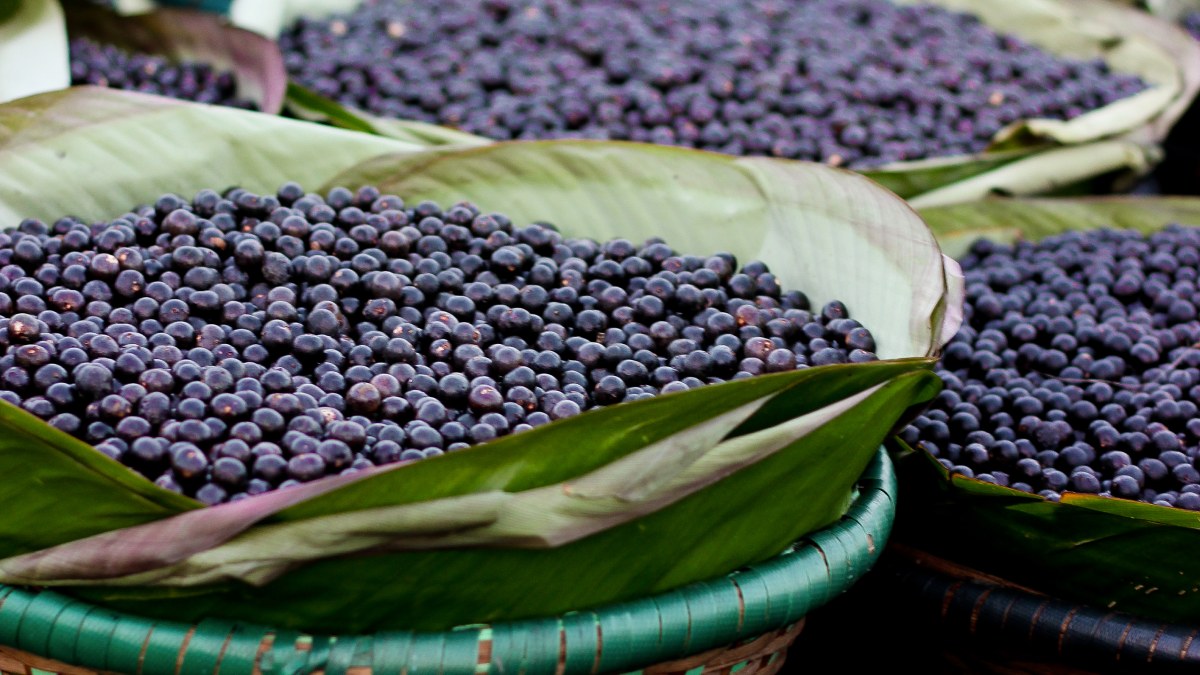 A capital paraense é famosa por sua gastronomia única e sabores da floresta.