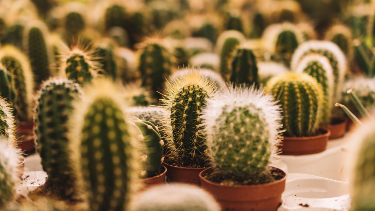 Apesar de populares na decoração, os cactos são vistos com cautela pelo Feng Shui