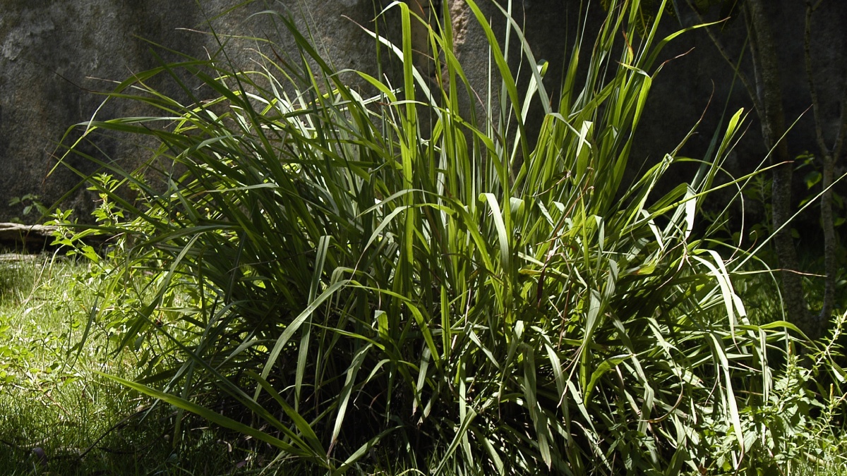 Capim-limão: apesar de cheiroso, seu crescimento denso mantém o solo úmido, ambiente ideal para os parasitas. Foto: Reprodução/Wikimedia Commons