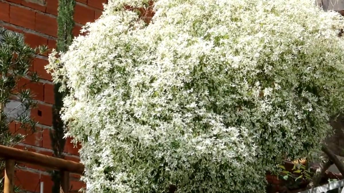 Parece uma nuvem branca: essa árvore pequena transforma a paisagem no inverno com suas flores delicadas