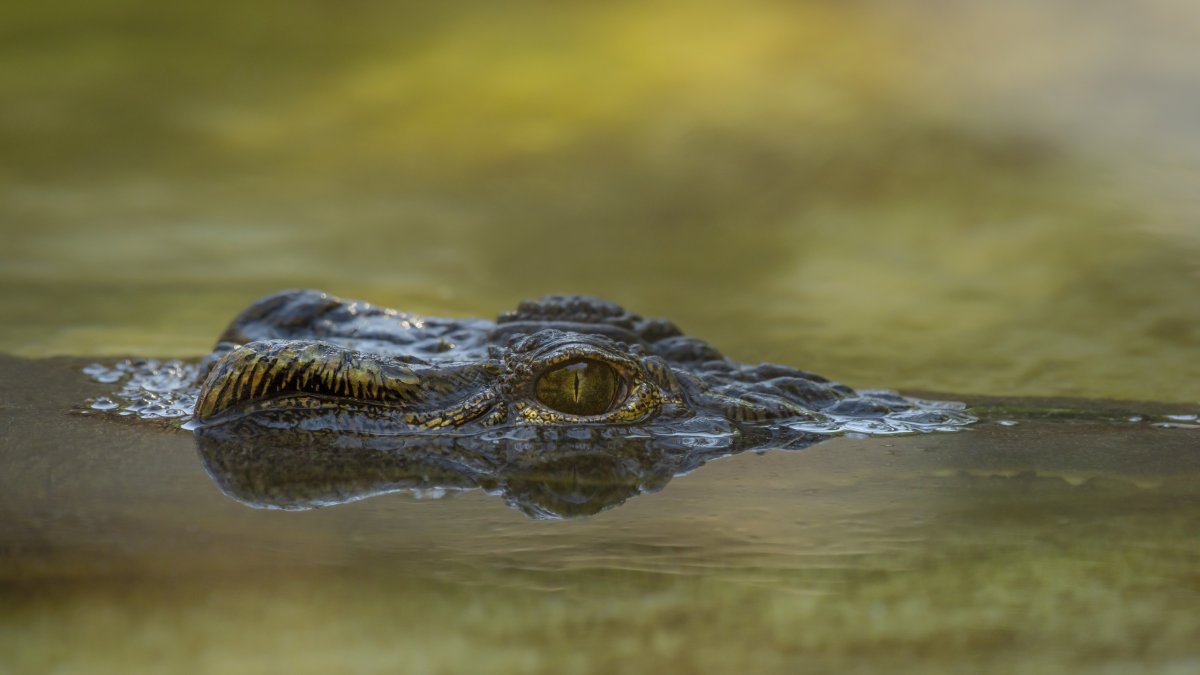 O sofrimento de terceiros é percebido de forma diferente entre humanos e crocodilos